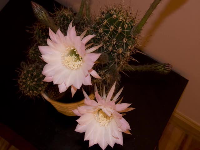 Two Flowers - Cactus Cam Productions