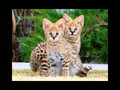 Kids- The Future Survival of Wild and Exotic Animals