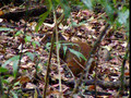 Agouti Eating A Nut In Costa Rica