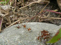 Ants Moving House In Costa Rica