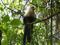 White Faced Capuchin In Costa Rica