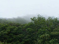 Monte Verde Cloud Forest, Costa Rica