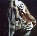 Felines of the Wild: Tigers