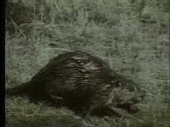President Bush: Pardon the Beaver!