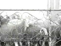 Sheep Slaughterhouse (English subtitles)