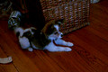The butterfly and the bee 2/3 Papillon puppy playtime