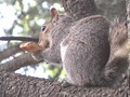 Don Pedro the pizza eating Squirrel (Episode 2)