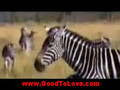 Don’t play with animals of GoodToLove.com or ……… (1)