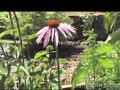 Dandelion herb: Taraxacum officinale