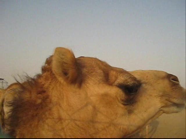 Desert adventures - 4x4, belly dancing, shiska, Camel riding