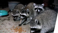 Crunch Time - Cute Raccoons!