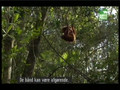 Orangutan_1