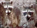 OMG! They are sooo cute! I found 6 baby raccoons 