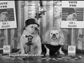 Dogs At The Movies - Ep. #8 - "The Addams Family"