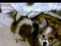 Precocious papillon puppy playing in bathtub