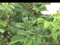 Saint Johnswort: Hypericum perforatum