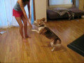 Beagle Doing a Trick