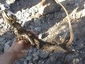 Galapagos Islands travel: Iguana skeleton. Female lava lizard. 