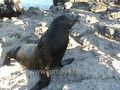 Galapagos Islands travel: Bull Sea Lion makes his way up the cliff. 