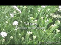 Yarrow herb: Achillea millefolium, herbs for fever