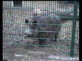 Wild boar in the Zoo