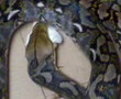 Snake eating a mouse 1