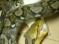 Snake eating a mouse 4