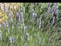 Lavender herb: Lavendula, lavender uses
