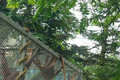 Rochester Zoo Orangutangs