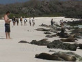 Galapagos Islands travel: Sea lions, iguanas and children on the beach. 