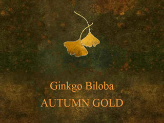 Ginkgo Biloba AUTUMN GOLD Fall Foliage