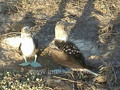 Galapagos Islands travel: The Blue footed Booberie. 