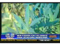 Ron Paul talks about legalizing marijuana on Fox News
