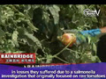 TnnTV World News_tomato_growers
