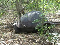 Galapagos Islands travel: Giant Tortoise video 