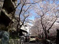 Spring in Tokyo - Cherry blossoms