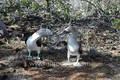 Galapagos Islands travel: John's slideshow of North Seymour Island 