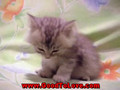 GootToLove cuty kitten *1*
