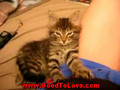 GootToLove cuty kitten*2*