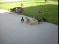 more ducks