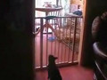 the cat & the gate