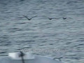 Galapagos Islands travel: Hawk and frigates in flight 
