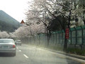 Driving in to Jinhae