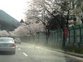 Driving in Jinhae