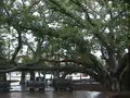 Lahaina's Giant Banyan Tree, Island of Maui, Hawaii