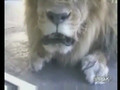Lion Doesnt Like Visitor
