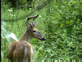 August 20 Whitetail Bucks ONLY on HawgNSons TV!