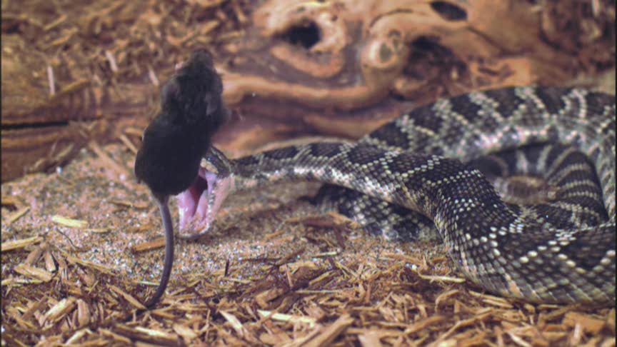 I Was Bitten - Mouse vs. Rattlesnake, Super Slow Motion!