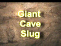 Giant Cave Slug