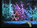 2000-03-20 - Filming My Fish Tank And My 8 Year Old Angelfish
